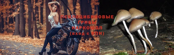 шишки Бронницы